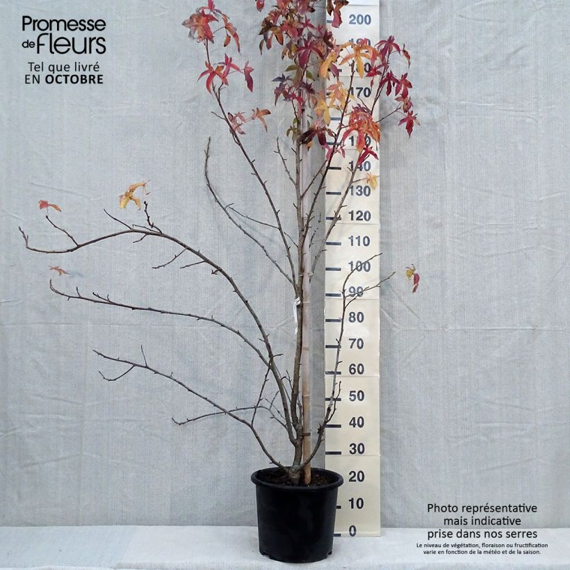 Esemplare di Liquidambar styraciflua Aurea - Storace americano Vaso da 12L/15L, Astone alto come consegnato in autunno