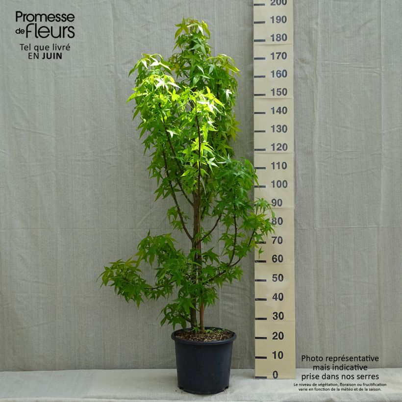 Example of Liquidambar styraciflua Aurea - Storace americano Vaso da 12L/15L, Astone alto as you get in printemps