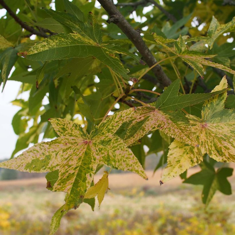 Liquidambar styraciflua Aurea - Storace americano (Foliage)