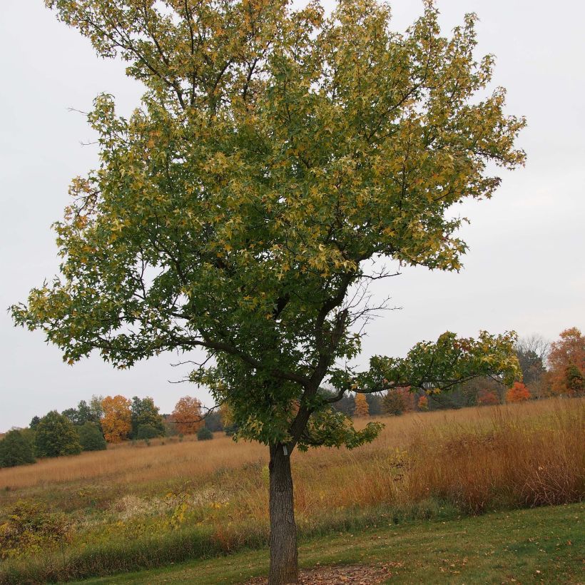 Liquidambar styraciflua Aurea - Storace americano (Plant habit)