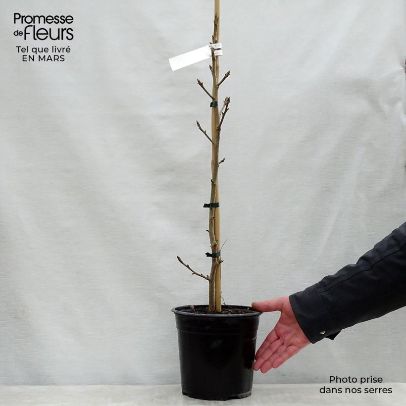 Example of Liquidambar styraciflua Aurea - Storace americano Vaso da 4L/5L as you get in printemps