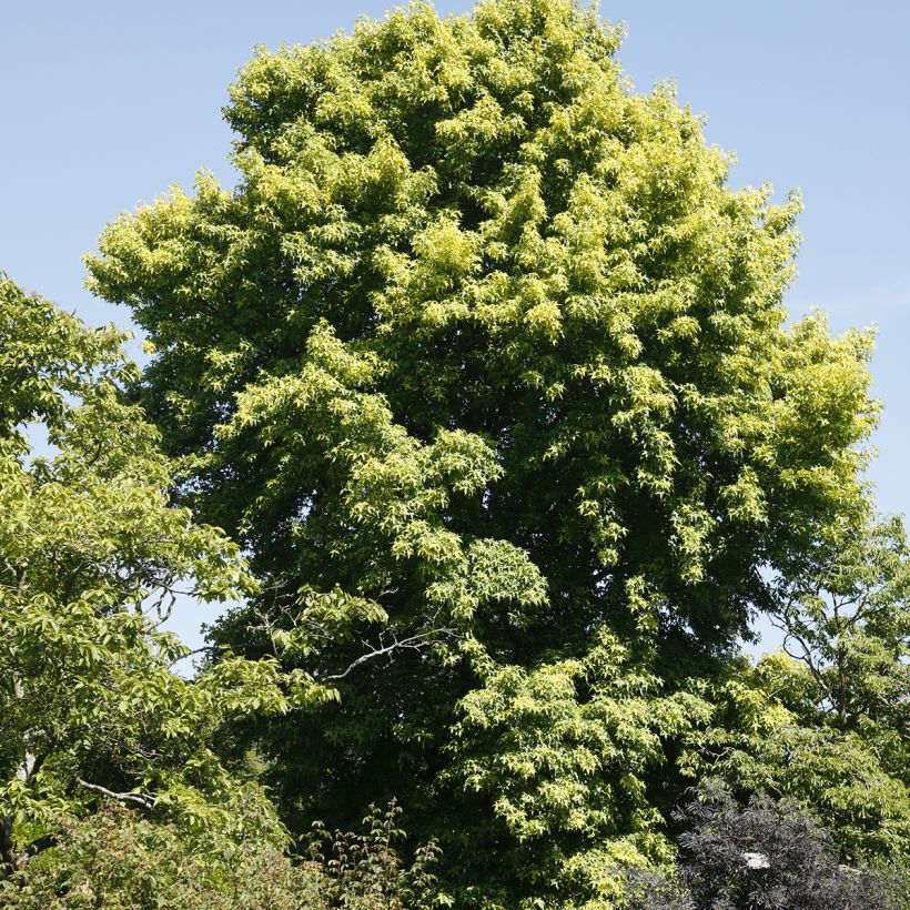 Liquidambar styraciflua Aurora - Storace americano (Plant habit)