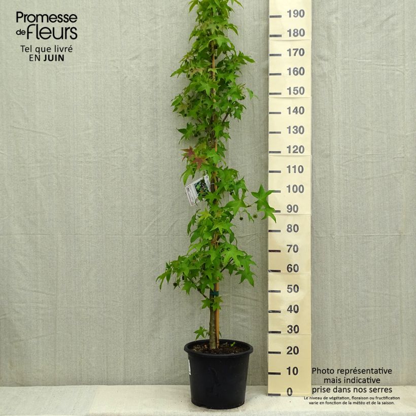Liquidambar styraciflua Palo Alto - Storace americano Vaso da 12L/15L esemplare consegnato in primavera