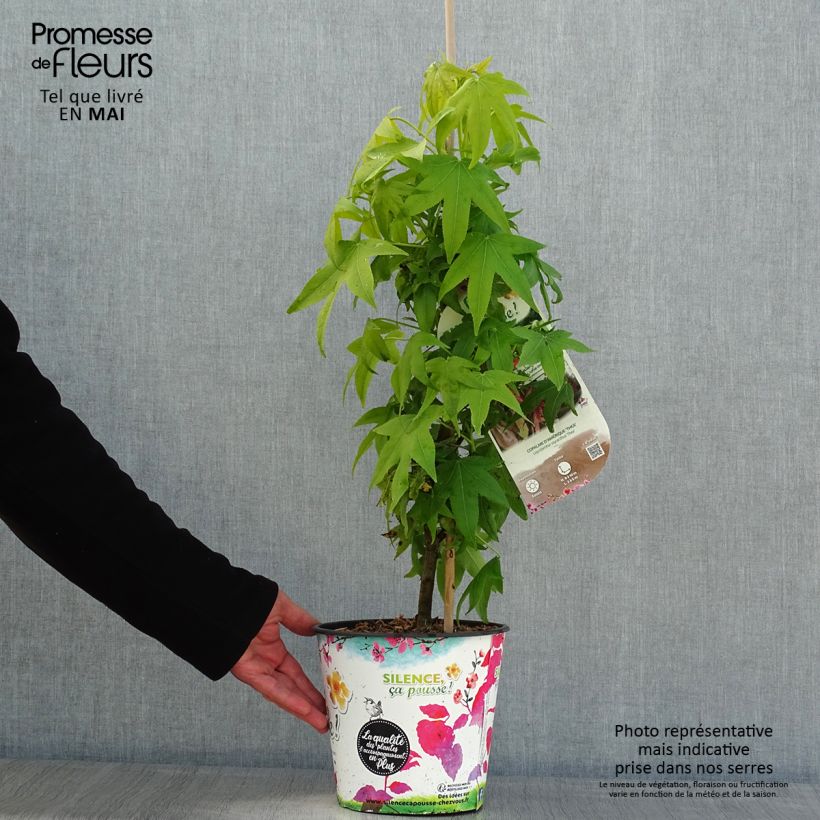Liquidambar styraciflua Thea - Storace americano Vaso da 4L/5L esemplare consegnato in primavera