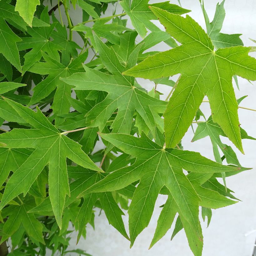 Liquidambar styraciflua Worplesdon - Storace americano (Foliage)
