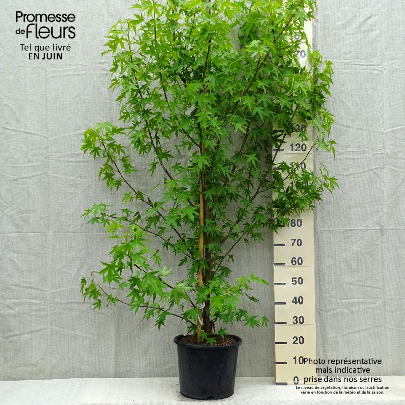 Example of Liquidambar styraciflua Worplesdon - Storace americano Vaso da 7,5L/10L as you get in printemps