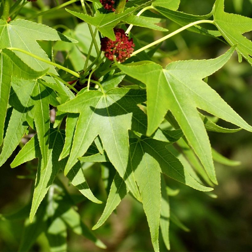 Liquidambar styracyflua Stella - Storace americano (Fogliame)