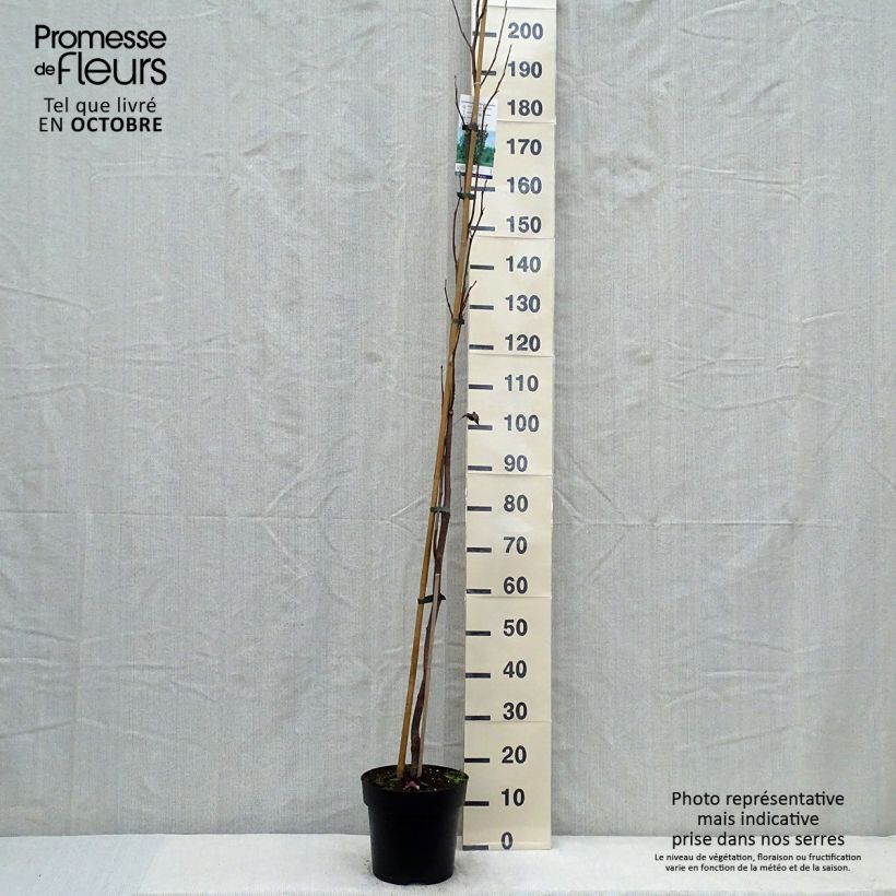 Esemplare di Liriodendron tulipifera Fastigiata - Liriodendro Vaso da 4L/5L, Vaso impalcato come consegnato in autunno