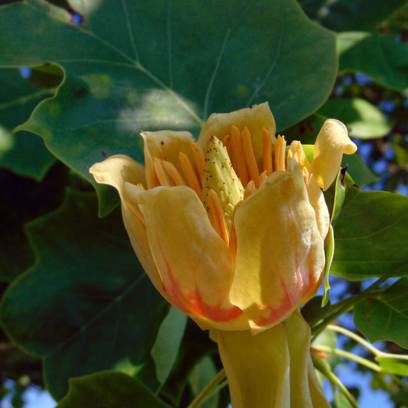 Liriodendron tulipifera - Liriodendro (Flowering)