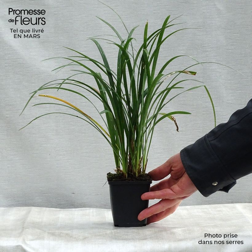 Example of Liriope muscari Super Blue Vasetto da 8/9 cm as you get in printemps