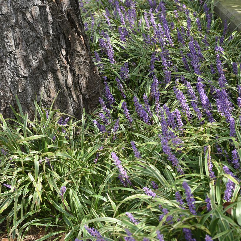 Liriope muscari Big Blue (Porto)