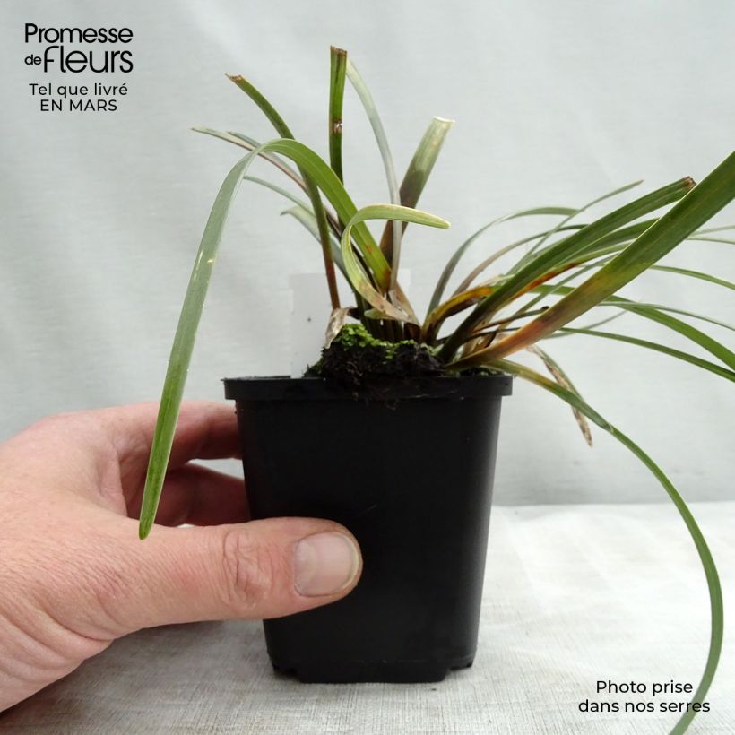 Example of Liriope muscari Evergreen Giant Vasetto da 8/9 cm as you get in printemps