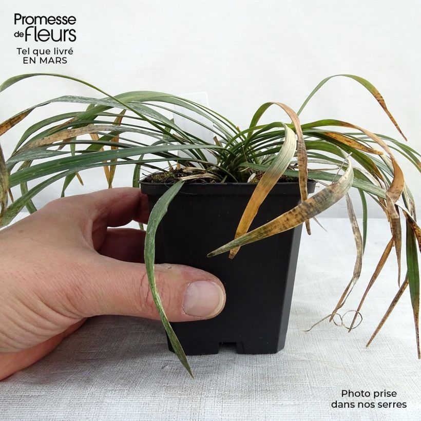 Example of Liriope muscari Ingwersen Vasetto da 8/9 cm as you get in printemps