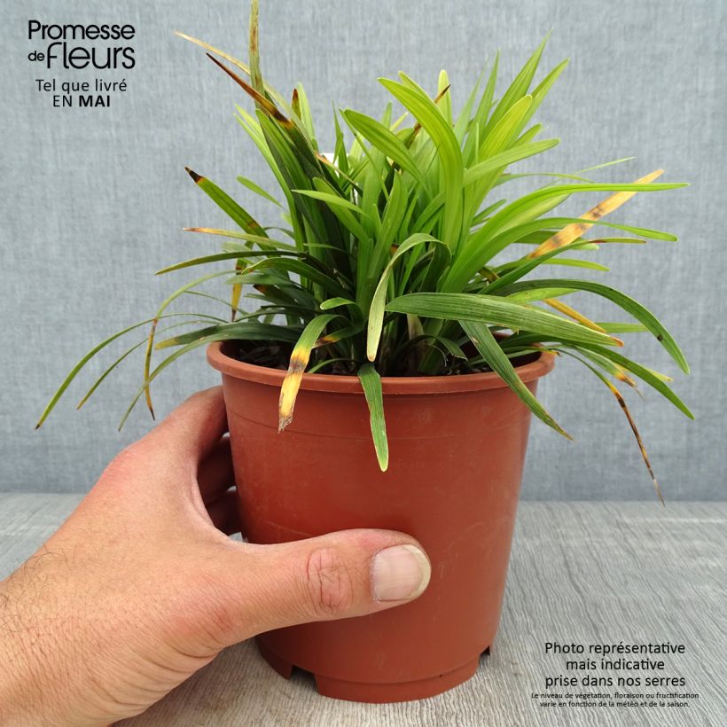 Liriope muscari Ingwersen Vaso da 1L/1,5L esemplare consegnato in primavera
