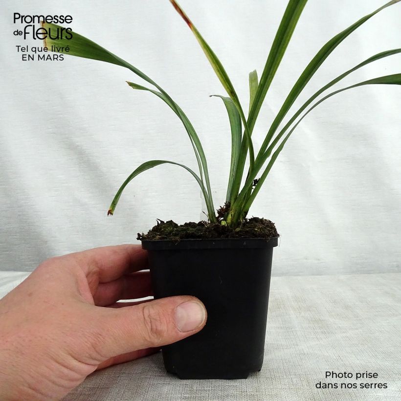 Example of Liriope muscari Royal Purple Vasetto da 8/9 cm as you get in printemps