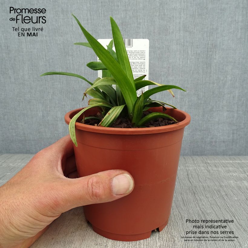 Example of Liriope muscari Royal Purple Vaso da 1L/1,5L as you get in printemps