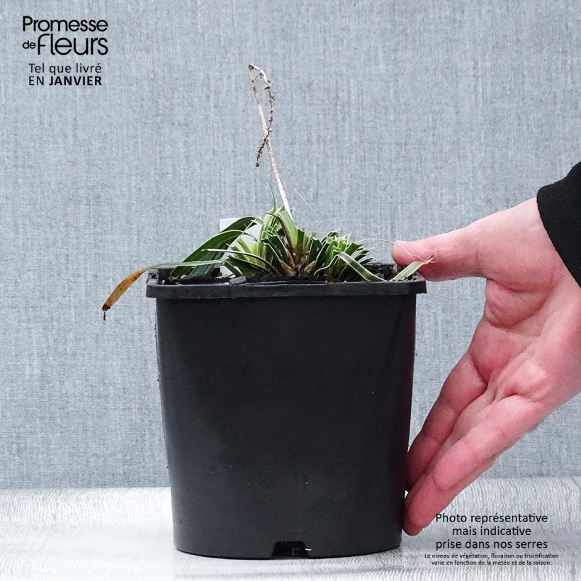 Liriope muscari Variegata Vaso da 2L/3L esemplare consegnato in inverno