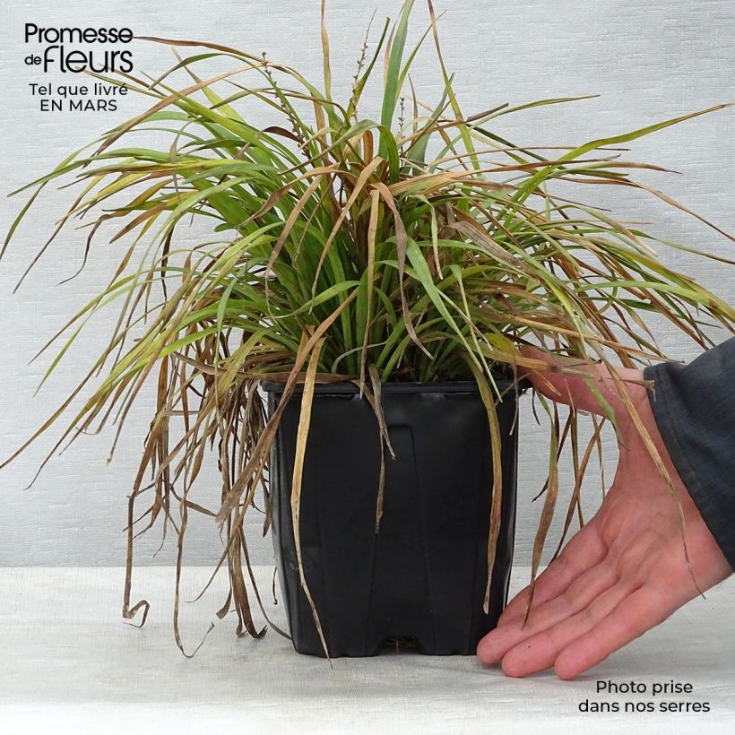 Liriope muscari Vaso da 2L/3L esemplare consegnato in primavera