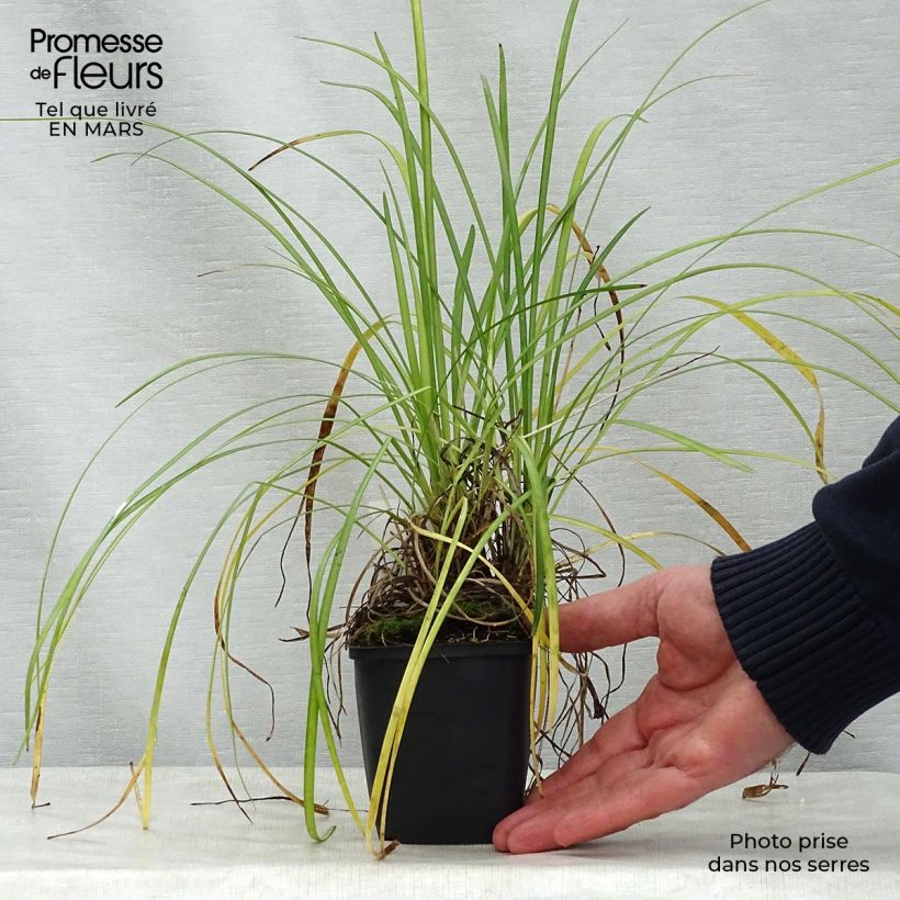 Example of Liriope spicata Vasetto da 8/9 cm as you get in printemps