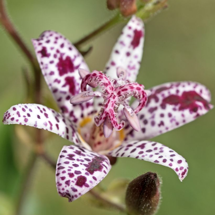 Tricyrtis hirta Albomarginata (Fioritura)