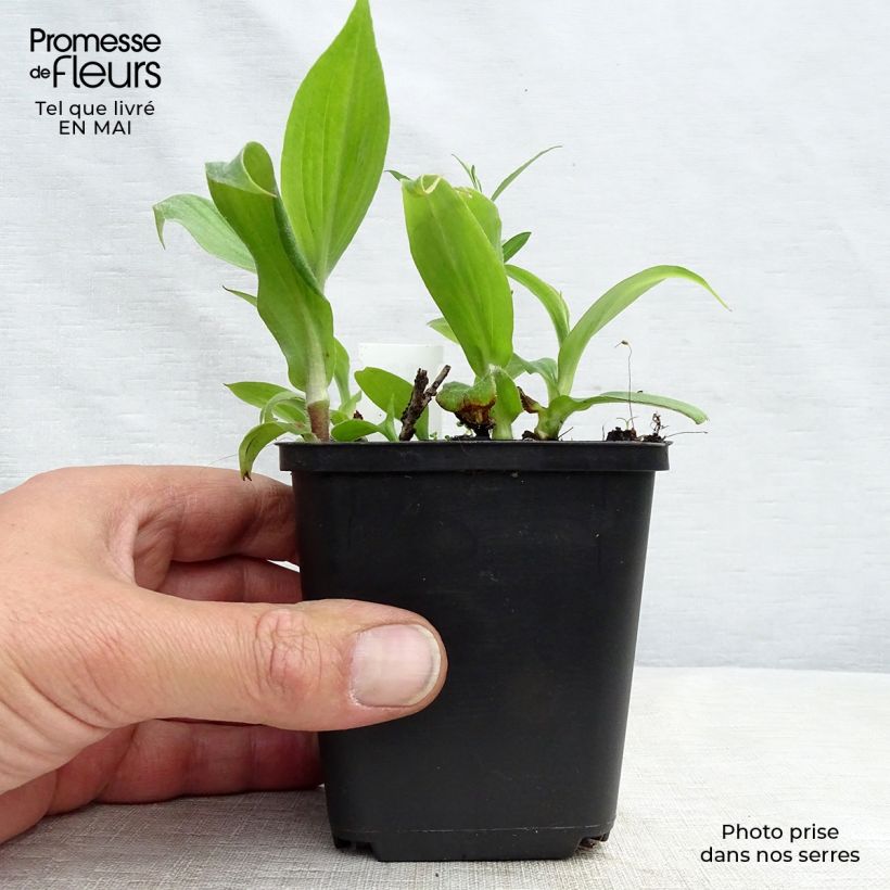 Tricyrtis hirta Miyazaki Vasetto da 8/9 cm esemplare consegnato in primavera