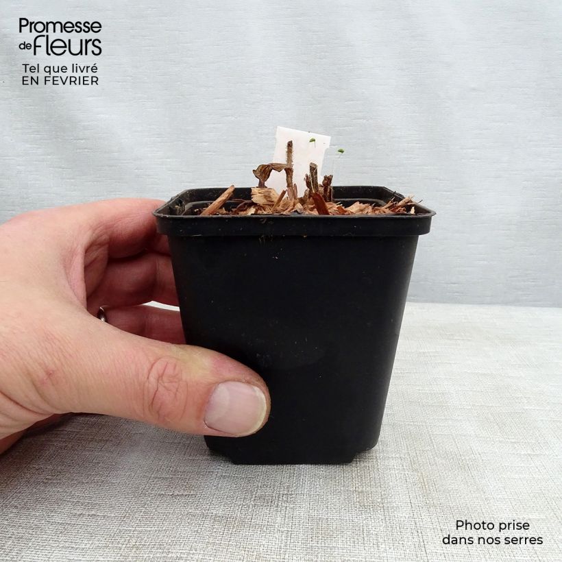 Tricyrtis hirta Raspberry Mousse Vasetto da 8/9 cm esemplare consegnato in inverno