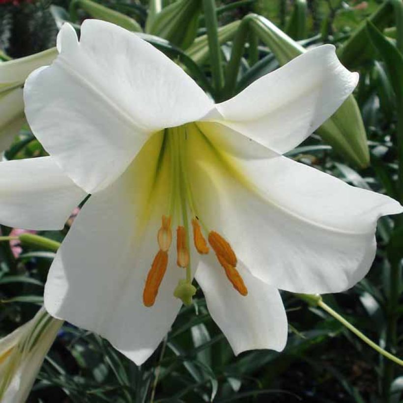 Lilium regale Album - Giglio regale (Fioritura)