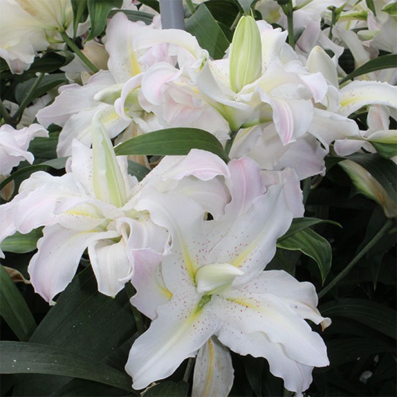 Giglio asiatico Soft Music (Flowering)