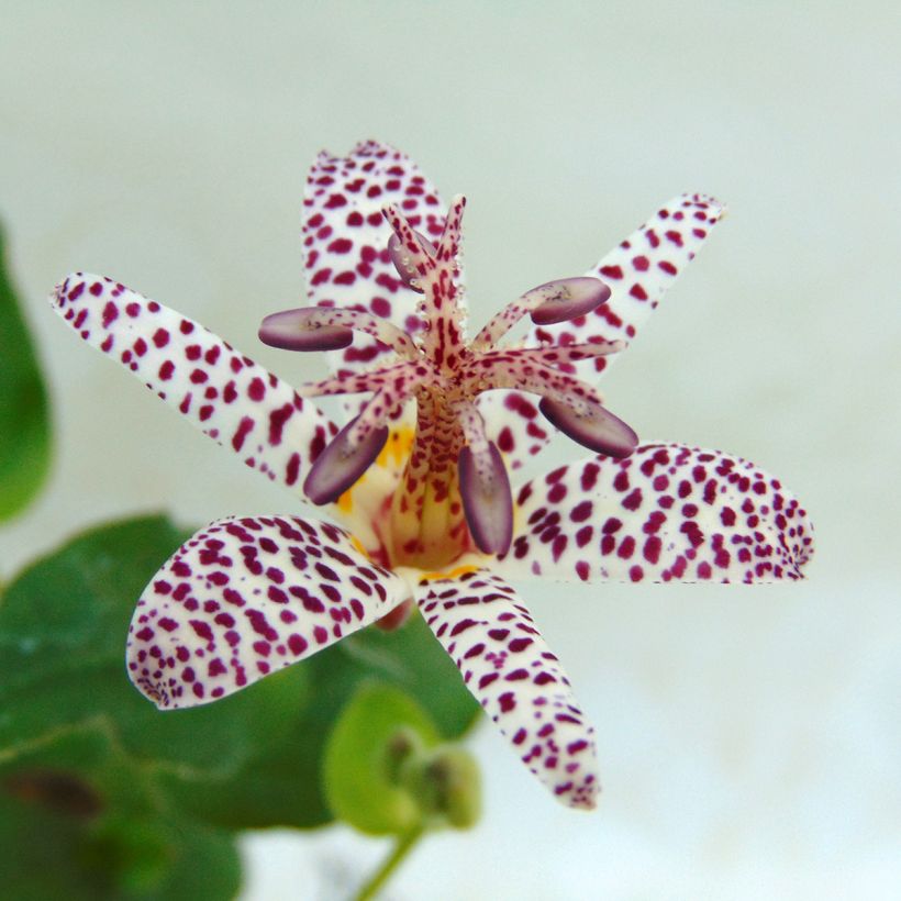 Tricyrtis formosana (Flowering)