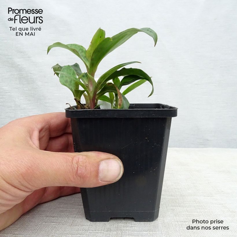 Example of Tricyrtis formosana Vasetto da 8/9 cm as you get in printemps