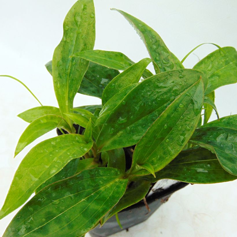 Tricyrtis hirta Taiwan Abdane (Foliage)