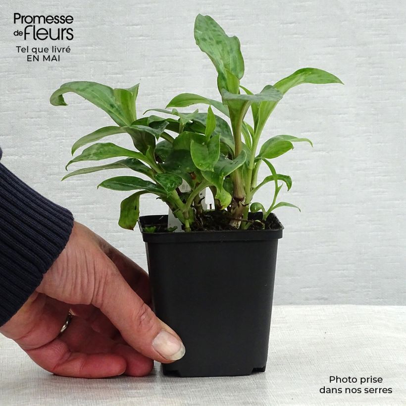 Example of Tricyrtis hirta Taiwan Abdane Vasetto da 8/9 cm as you get in printemps