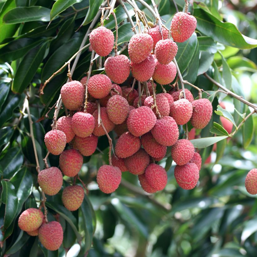 Litchi chinensis Kwai May Pink (Raccolta)