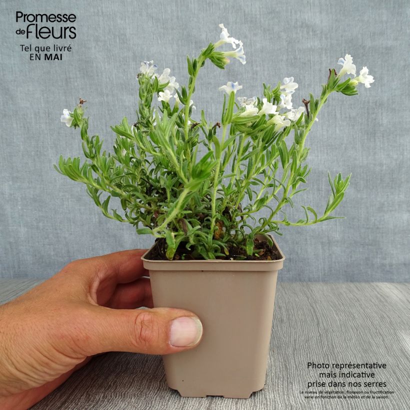 Example of Lithodora diffusa Cambridge Blue Vasetto da 8/9 cm as you get in printemps