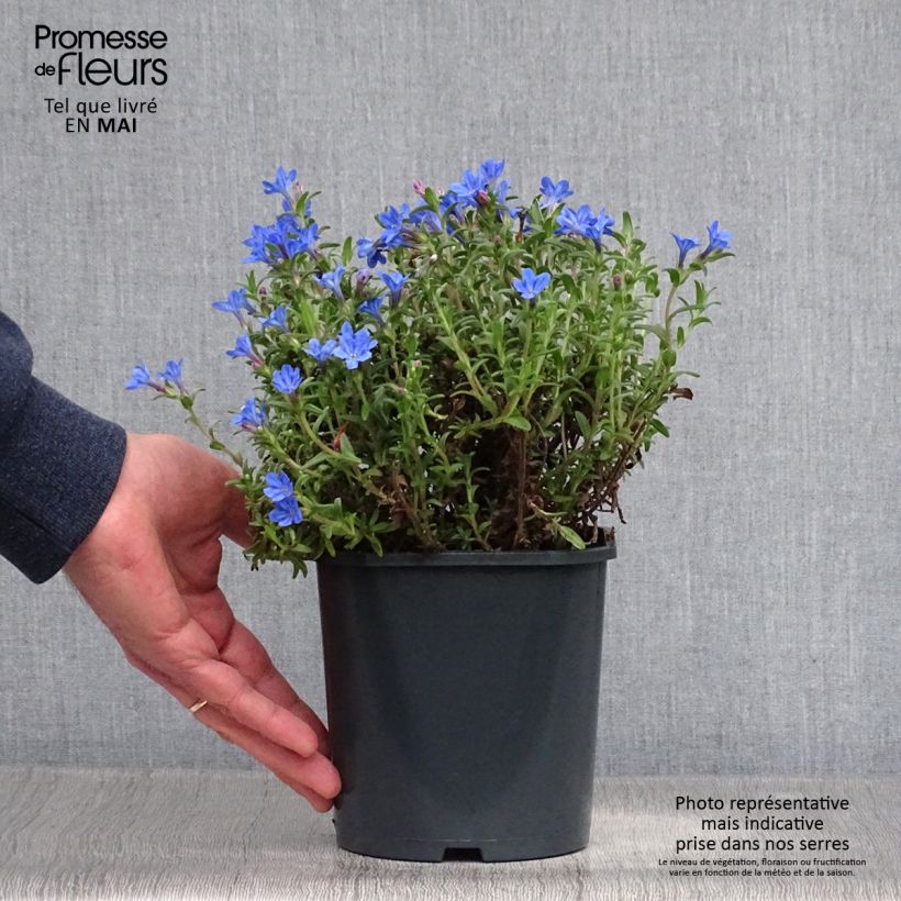 Lithodora diffusa Heavenly Blue Vaso da 2L/3L esemplare consegnato in primavera