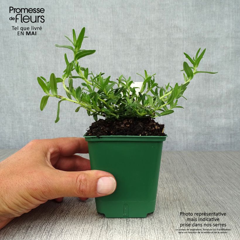 Lithodora diffusa Heavenly Blue Vasetto da 8/9 cm esemplare consegnato in primavera