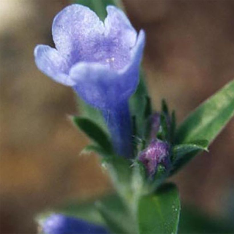 Lithodora oleifolia - Litodora (Flowering)