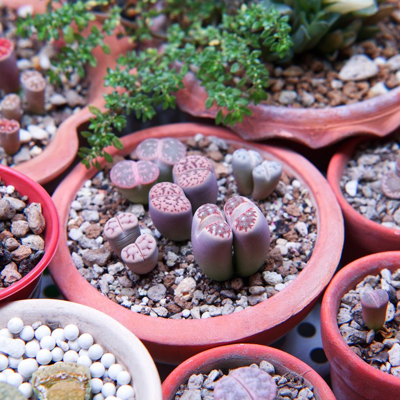 Lithops Pebble Plants Mixed - Pietre vive (Porto)