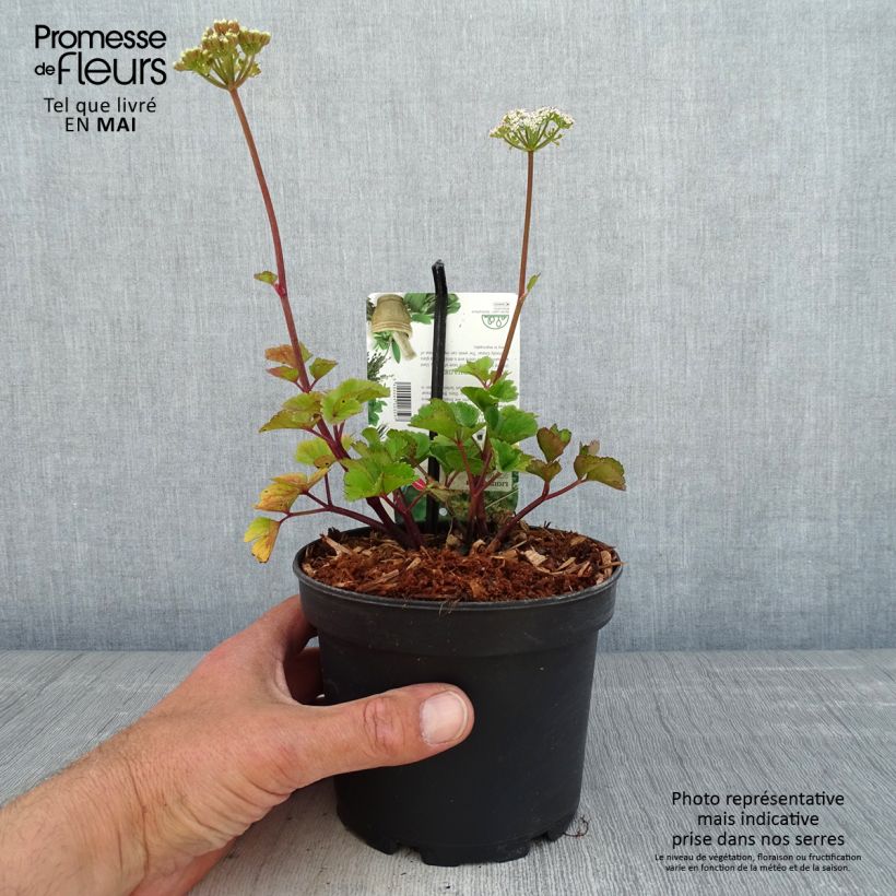 Ligusticum scothicum - Levistico Vaso da 1,5L/2L esemplare consegnato in primavera