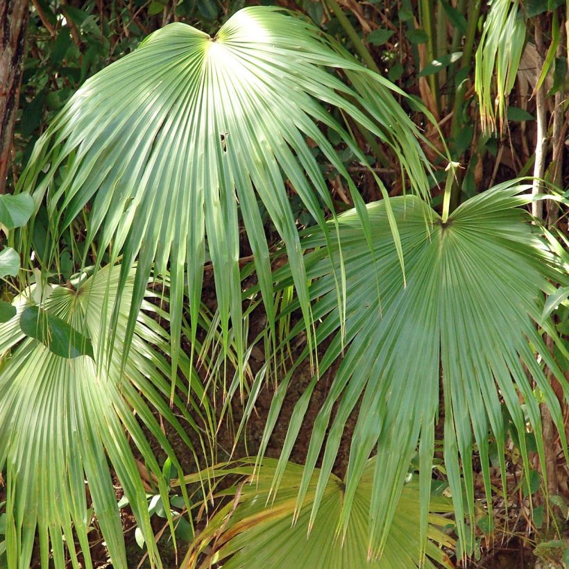 Livistona chinensis (Foliage)