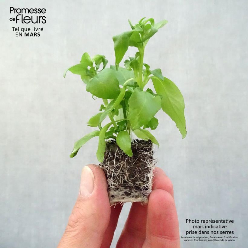 Example of Lobelia Anabel Blue mini zolla... as you get in printemps