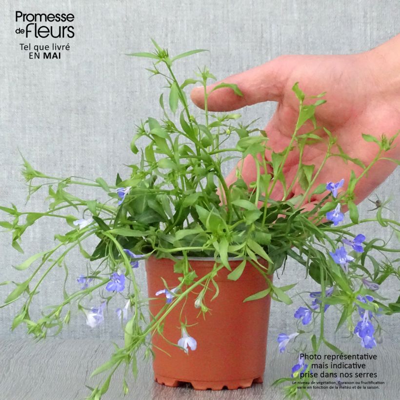 Example of Lobelia Anabel Blue Vasetto da 8/9 cm as you get in printemps