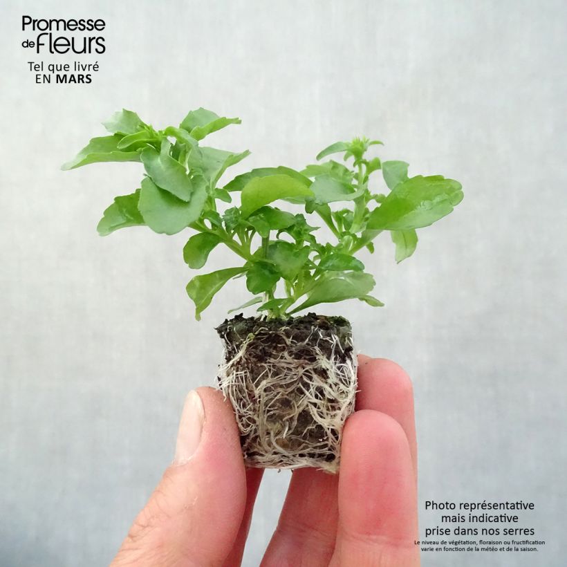 Lobelia Anabel Snow White mini zolla... esemplare consegnato in primavera