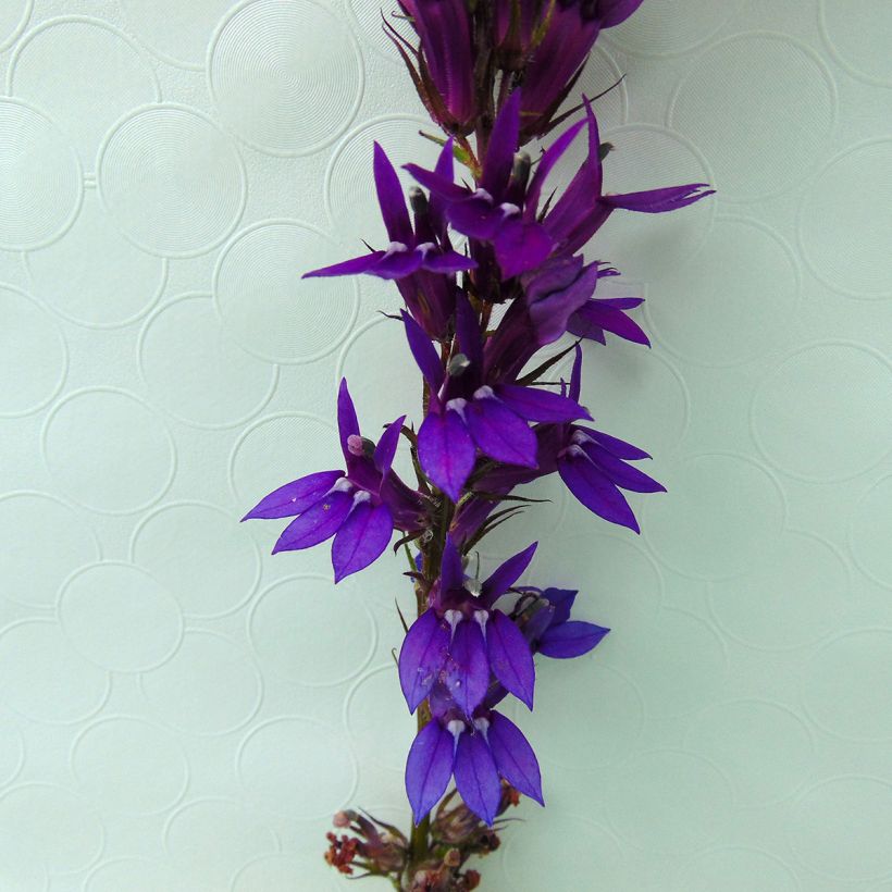 Lobelia Vedrariensis (Flowering)