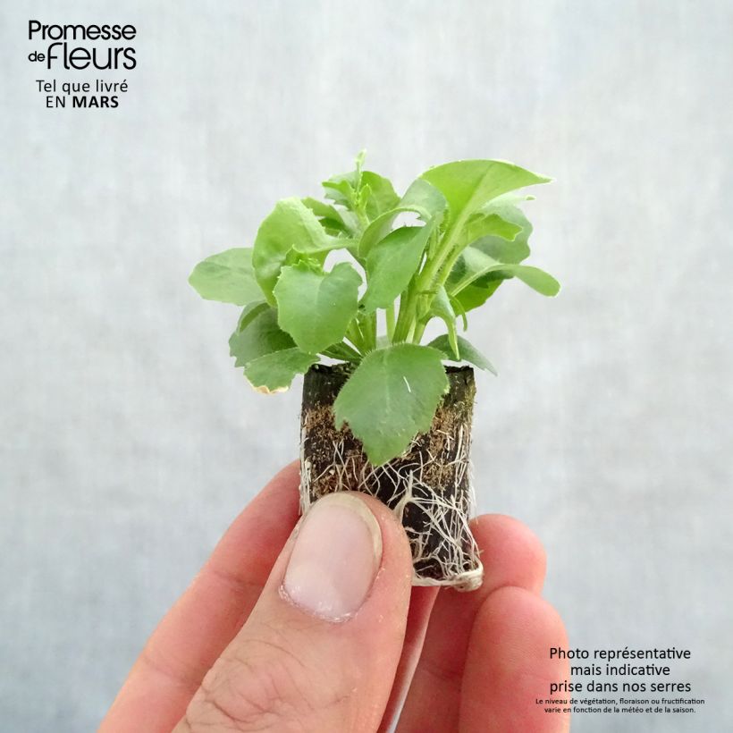 Lobelia Hot Bavaria mini zolla... esemplare consegnato in primavera