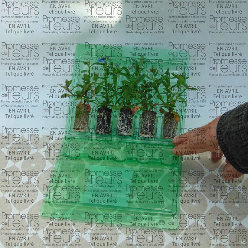 Esempio di esemplare Lobelia Deep Blue Star mini zolla... come consegnato