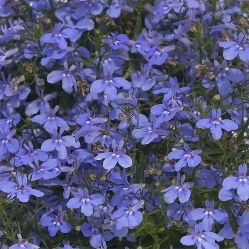 Lobelia Hot Water Blue (Flowering)