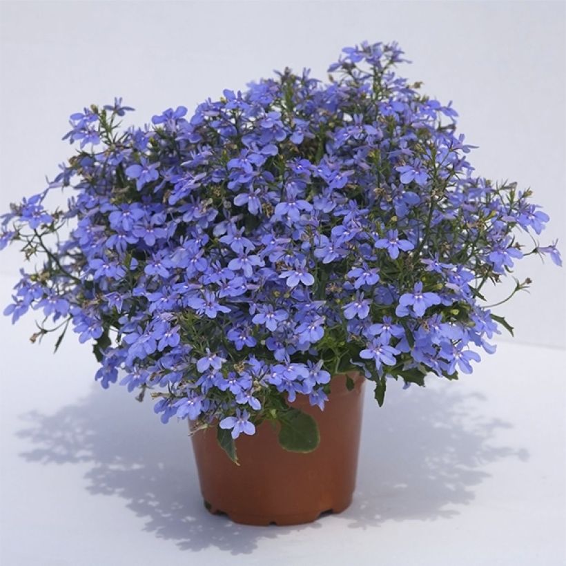 Lobelia Hot Water Blue (Plant habit)