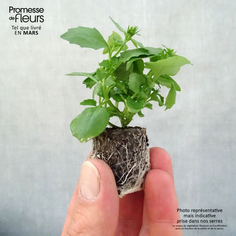 Example of Lobelia Hot Water Blue mini zolla... as you get in printemps