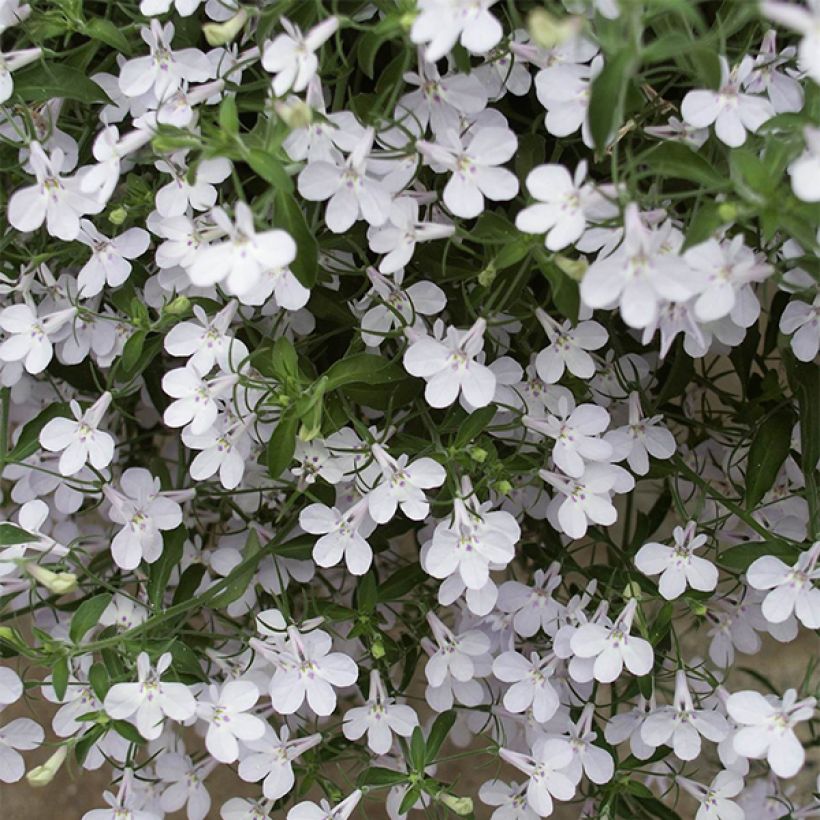 Lobelia Anabel Snow White (Fioritura)